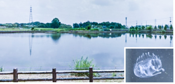 Nakanonuma-pond (Nishinuma) and fresh-water medusa